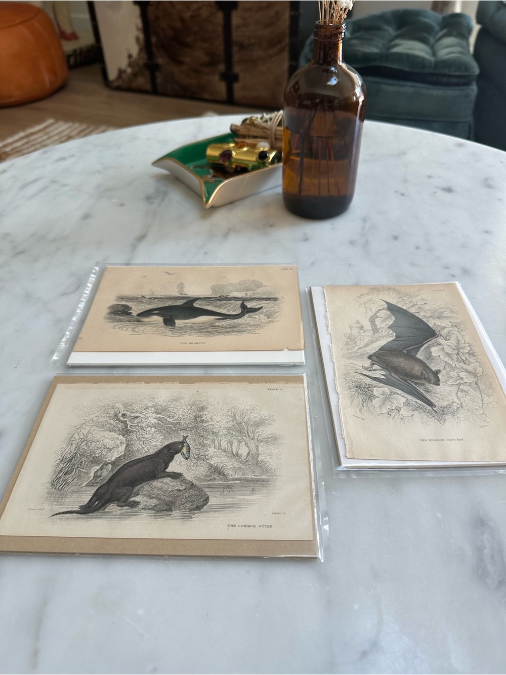 1800s Jardine’s The Naturalist’s Library Chromolithographs Otter, Bat, & Orca